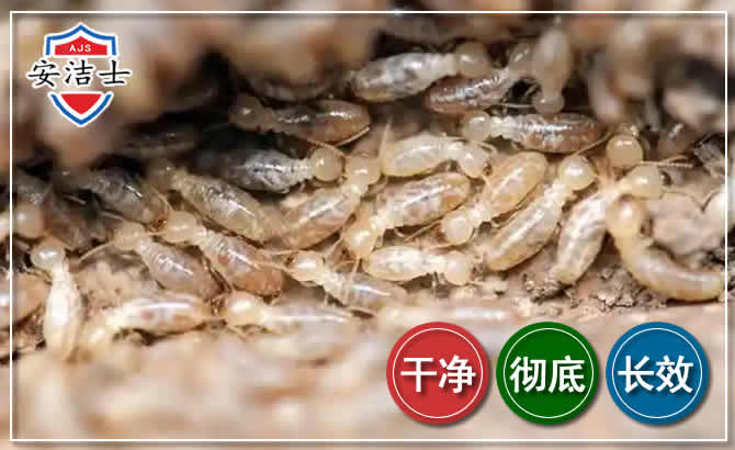 慈溪白蚁防治