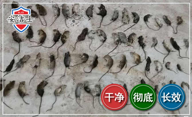 慈溪鼠害防治-灭鼠