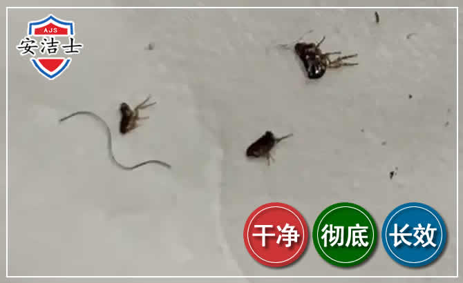 慈溪跳蚤防治-灭跳蚤