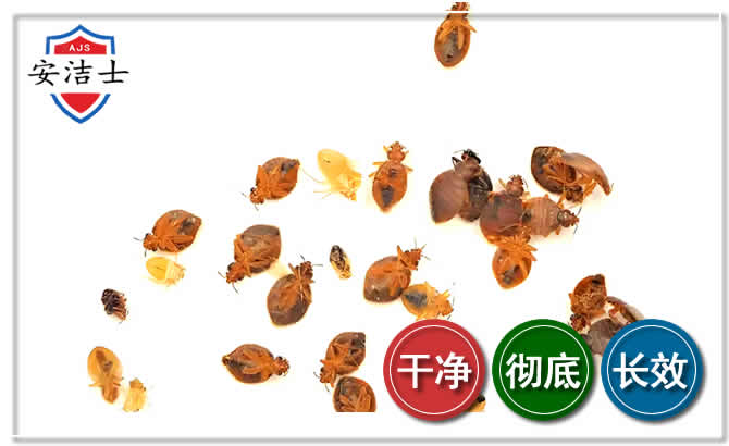 慈溪臭虫防治-消灭臭虫